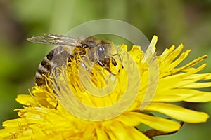 Macro bee on a dandelion