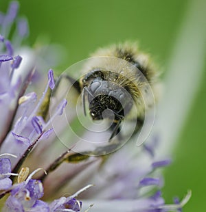 Macro Bee on Delicate Flower