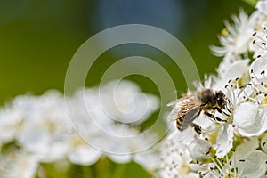 Macro Bee On Flowers
