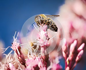 Macro of a bee in a pink Eupatorium flower