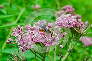 Macro Bee on Pink Flowers