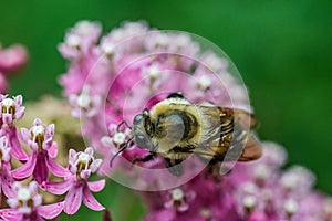 Macro Bee on Pink Flowers