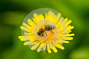 Macro of bee pollinate dandelion