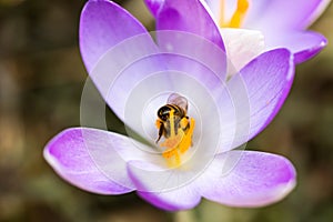 Macro of a bee on a purple crocus