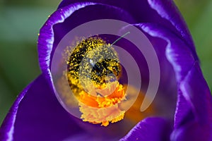 Macro of a bee on a purple crocus
