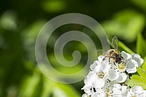 Macro Of A Bee On Whitethorn