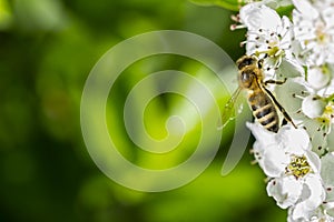 Macro Of A Bee On Whitethorn
