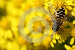 Macro bee on wild yellow daisy flowers