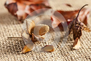 Macro of Beechnuts on sackcloth and three nuts