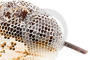 Macro of beehive isolated