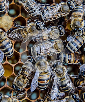 Macro  of bees. Dance of the honey bee. Bees in a bee hive on honeycombs