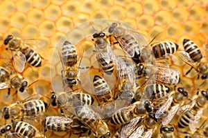 Macro of bees on honeycomb in apiary