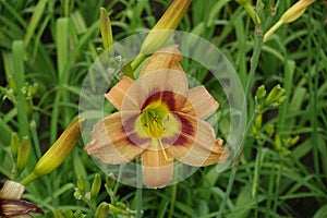 Macro of beige and purple flower of Hemerocallis fulva