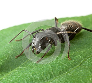 Macro of big ant on leaf