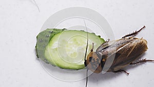 Macro of a Big Brown Cockroach eating