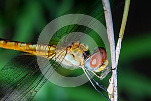 Macro Big dragonfly on stick bamboo in forest at thailand