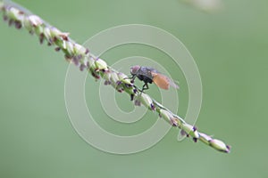 Macro of big fly