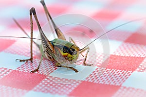 Macro of big green locust grasshopper on striped tablecloth. Close-up of a big locust