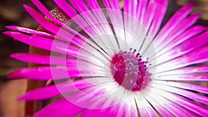 Macro of big pink ice flower