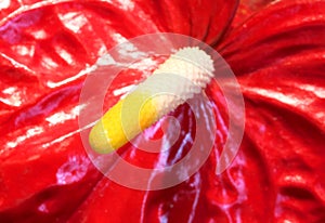 Macro of big red flower with long spadix