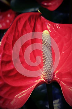 Macro of big red flower with long spadix