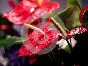 Macro of big red flower with long spadix