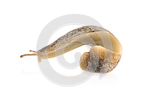 Macro of big Slug isolated on white