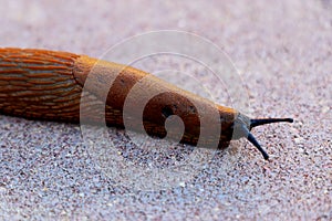 Macro of a big Spanish Slug  Arion vulgaris