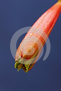 Macro of the birth of flowers