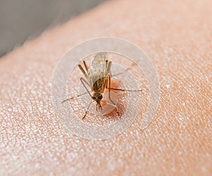 Macro of biting mosquito on the skin