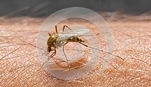 Macro of biting mosquito on the skin