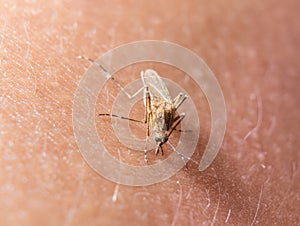 Macro of biting mosquito on the skin
