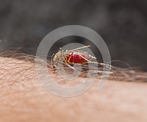 Macro of biting mosquito on the skin