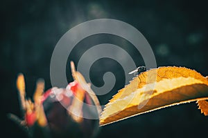 Macro of a black bee resting on a yellowish leaf