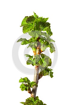 Dew drops on blackcurrant leaves