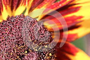 Macro of a black eyed susan flower in bloom from the edge