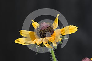 Macro of a black-eyed Susan flower blooming under the sunlight