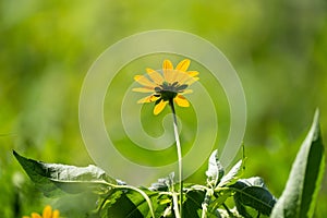 Macro of a black-eyed susan flower in a field