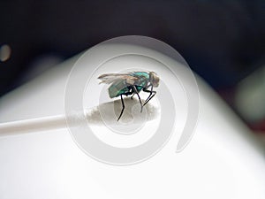 Macro black fly photo