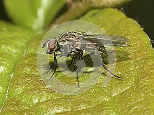 Macro of a black fly on a green leaf