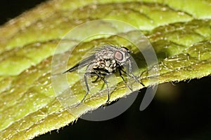 Macro of a black fly on a green leaf