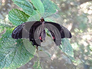 Macro of black and red butterfly