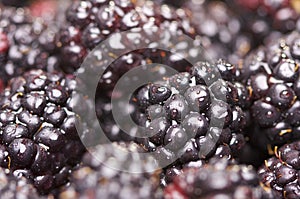 Macro Blackberries with Water Drops photo