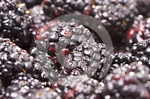 Macro Blackberries with Water Drops