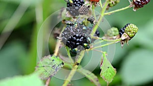 Macro of blackberry berries and fly drink eat it juice