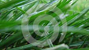 Macro Blades of Green Grass on a Summer Lawn or Meadow