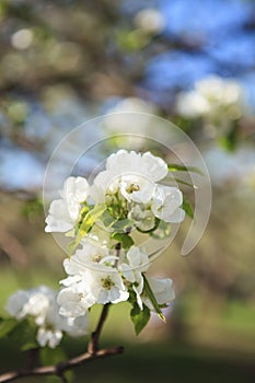 Macro of blooming apple tree