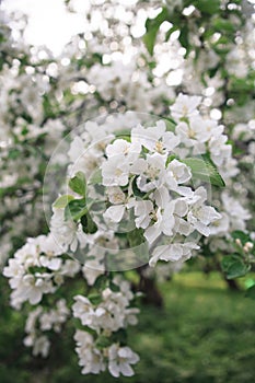 Macro of blooming apple tree