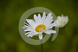 Macro of blooming beautiful white daisy flowers