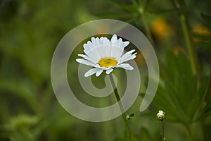 Macro of blooming beautiful white daisy flowers